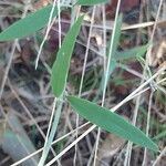 Bonamia spectabilis Blatt