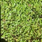 Hydrocotyle ranunculoides 葉