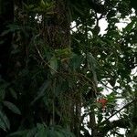 Columnea nicaraguensis Natur