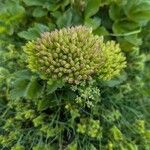 Ligusticum scothicum Flower