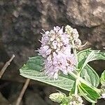 Mentha longifolia Flower