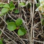 Moneses uniflora Lapas