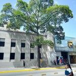 Terminalia ivorensis Yaprak