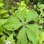 Petasites frigidus Blatt