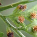 Asplenium hypomelas Blad