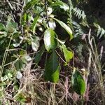 Danais fragrans Leaf