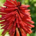 Kniphofia uvariaBlodyn