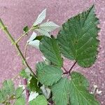 Rubus echinatus Leaf