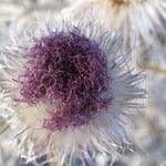 Cirsium vulgareFlors