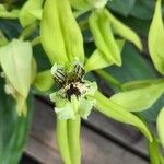 Coelogyne pandurata Λουλούδι
