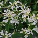 Chamaesyce hypericifolia Цвят