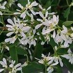 Euphorbia hypericifolia Flower