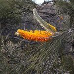 Grevillea excelsior Flower