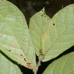 Dichapetalum axillare Leaf