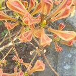 Rhododendron calendulaceum Flower