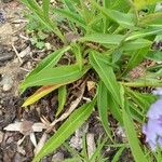 Stokesia laevis Folha