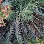 Euphorbia rigida 葉