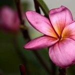 Plumeria rubra Цветок