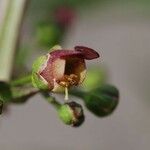 Scrophularia umbrosa Flower