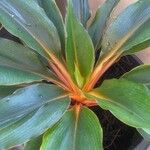 Chlorophytum orchidastrum Leaf