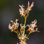 Juncus pictus Virág