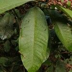 Miconia trinervia Leaf