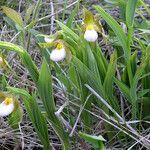 Cypripedium candidum Vekstform