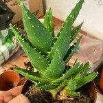 Aloe perfoliataЛист