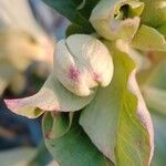 Helleborus foetidus Flor