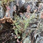 Teucrium marum 形態