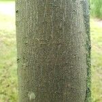 Pourthiaea villosa Bark