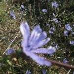 Cichorium spinosum Květ