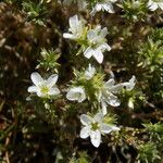 Arenaria aggregata Flower