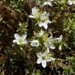 Arenaria aggregata 花