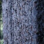 Agathis australis Bark