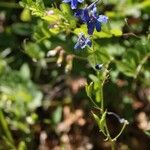 Delphinium nuttallianum Habit