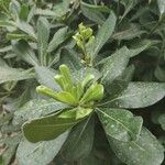 Pitosporo del Japon - Pittosporum tobira (Thunb.) W.T.AitonLeaf