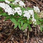 Spiraea cantoniensis Blüte