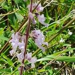 Orthosiphon rubicundus Flor