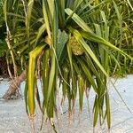 Pandanus tectorius Фрукт