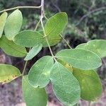 Commiphora mollis Blad