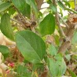 Hibiscus fragilis Blad