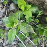 Ruellia prostrata Blatt