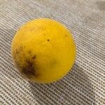 Citrus trifoliata Frutto