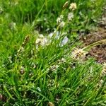 Carex sempervirens Fula