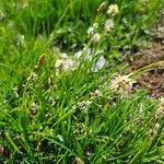 Carex sempervirens Bloem