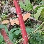 Cornus alba Bark