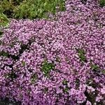 Saponaria ocymoides عادت داشتن