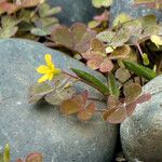 Oxalis corniculata Virág