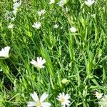 Stellaria palustrisFlower